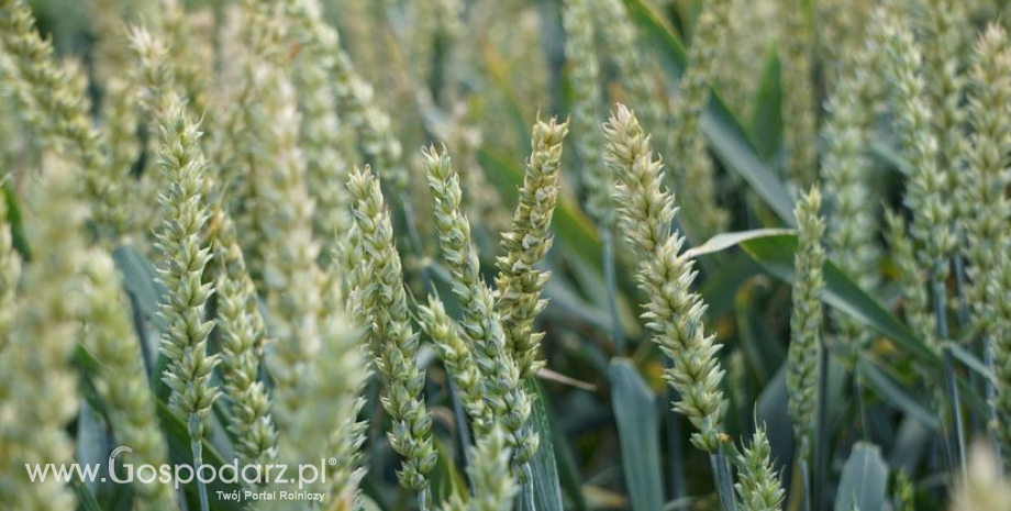Kurczą się prognozy zbiorów zbóż w Polsce