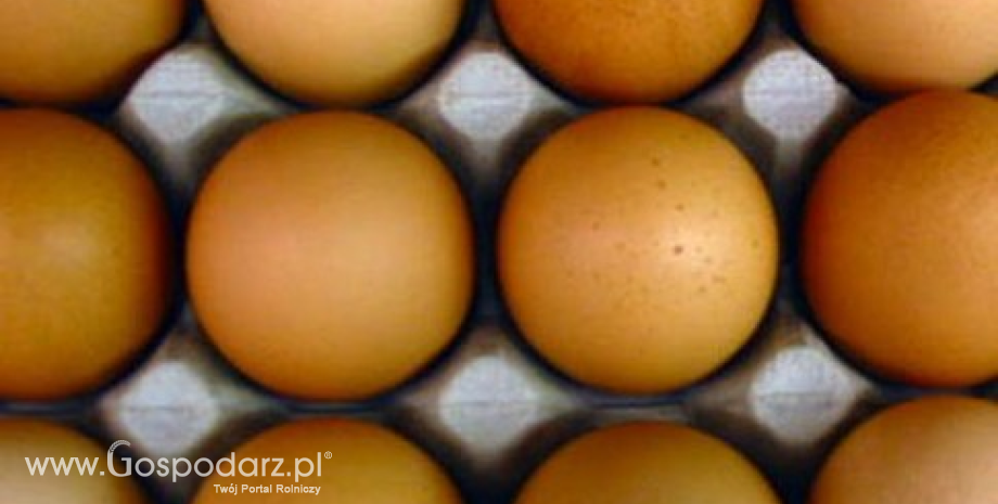Ciężka sytuacja na rynku jaj w USA